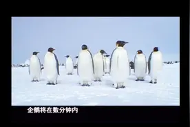 探秘：企鹅不冻脚的秘密视频封面