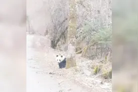现场：萌翻！野生大熊猫扭屁股过马路 游客拍照感叹幸运视频封面