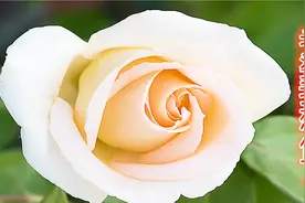 一生一世一双人，争教两处销魂 一首《老婆我想你了》句句实话视频封面