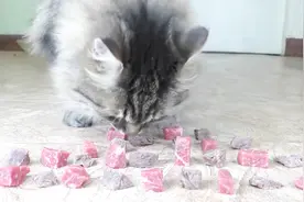 猫奴你真的知道猫咪喜欢吃什么吗？生熟食物对比视频封面