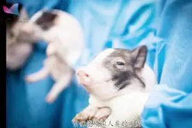 中国主导，领先世界！首例舞蹈症猪在中国诞生视频封面