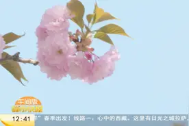 西安高新二路：樱花盛放堪称“最美街道” 游人沉浸春光里视频封面