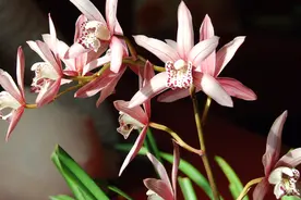 家庭养护兰花技巧，做好这几点，不再黄叶、烂根，年年开花！视频封面
