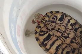 乌龟冬眠期已过，清明左右开始进食视频封面
