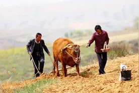 种花生，就多了这一步，结果个特大，结的荚比叶子还多视频封面