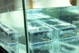鱼缸过滤参考：潮汐过滤过程演示视频封面