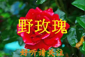 华语群星-野玫瑰.mp3视频封面