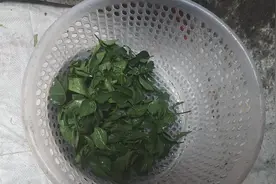 清明节放假，踏青 摘点这种野菜煮汤，清凉又下饭视频封面