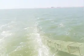 赶海：海里下地笼原来这么放，一会就放完