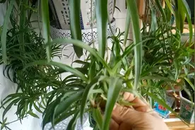 两个小方法，让吊兰快速抽藤，小吊兰多到数不清视频封面