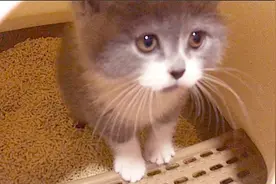 小奶猫听得懂主人说话，埋完便便让主人检查，主人说不行就一直埋