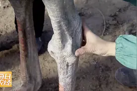 记者摸鸵鸟像虎骨、像石头似的腿骨，鸵鸟发威太可怕视频封面