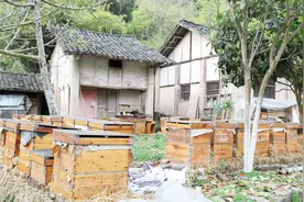 四川西充：凤鸣镇这个村的的养蜂场环境真好视频封面