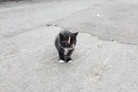 迷路的小猫咪 可怜的小家伙连家都找不到怎么办啊视频封面