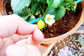草莓发芽了，他第一时间是把小苗连根拔掉，说：草莓不是这样种的视频封面