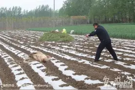 固镇县一母猪发疯乱咬人 民警开枪将其击毙图片