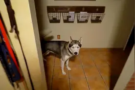 狗狗其实是个色盲，而且高度近视，它眼里的世界居然是这个样子的视频封面