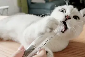 自从我的猫咪吸了猫薄荷后，像变了一只猫，我是不是养了假猫视频封面
