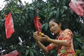 姑娘揭秘民间枇杷为什么要挂这么多红色袋子视频封面