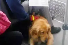 导盲犬在主人面前一直哭，只因被人拒绝，以为是自己的错视频封面