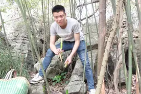 欢子钻进树林搞野货，发现吃竹笋动物，最后他收获一大竹筐