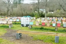 蜜蜂养殖22养蜂场地的选择与场地的布置视频封面