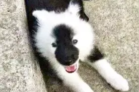 萨摩耶生下狗宝宝后，主人气得全小区通缉狗爸爸，生的什么玩意！视频封面