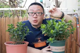 栀子花刚长出新花苞就变黑脱落，怎样破视频封面