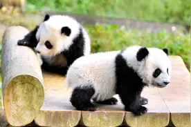 这3个国家被大熊猫“征服”了，国家总统来中国给它喂食，厉害！视频封面
