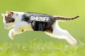 为什么只有警犬而没有警猫呢？猫可以训练成警猫吗？答案你猜不到视频封面