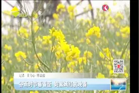 草树知春不久归 百般红紫斗芳菲 一起享受烂漫春光！视频封面
