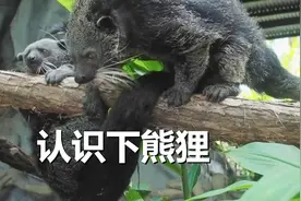 超可爱熊狸！铲屎官说它的口水有股爆米花味视频封面