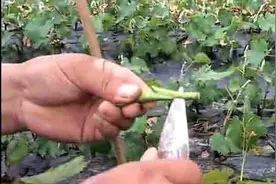手把手教你嫁接葡萄，让你栽的葡萄，结的又多又大，谁也吃不完图片