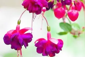 剪一段枝条插花盆，10天开满灯笼花，养好倒挂金钟，如此简单视频封面