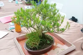 黄杨盆景这样剪，保证来年枝头丰满，林庆祥老师系列10视频封面
