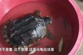 实拍河南正阳永兴镇稀罕事，钓鱼逮到19斤重的乌龟，能值五千块？视频封面