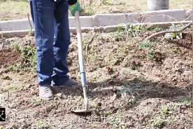 甘肃农村种植黄豆，居然用了这种方法，让人眼前一亮视频封面