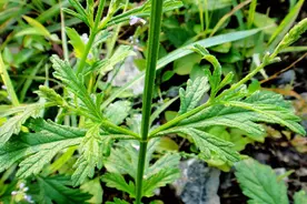 这味草药常用来给新生儿去胎毒，未婚青年或者年轻夫妇可收藏起来视频封面