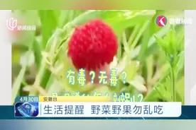 出游踏青野菜野果别乱吃 有毒无毒这样分辨！视频封面