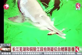 长江芜湖和铜陵江段拍到疑似“水中国宝”白鳍豚影像！视频封面