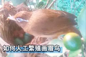 如何人工繁殖画眉鸟？来学几招！视频封面