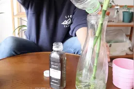水培富贵竹，往瓶里倒点这个，长得快还不黄叶！视频封面