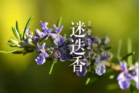 家里养盆迷迭香镇静安神，醒脑，对消化不良和胃痛均有一定疗效视频封面