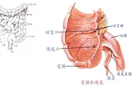 阑尾炎在左边还是右边？视频封面