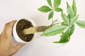花艺师教你怎么养发财树，正确光照，浇水，施肥，才噌噌长视频封面
