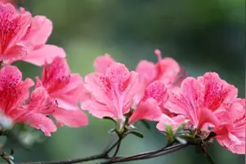 杜鹃花养护窍门，这一点一定要记住，简单又实用，年年叶绿花开视频封面