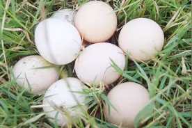 土鸡蛋和洋鸡蛋到底有什么不同？说出来你都不敢相信！