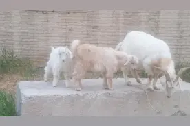 两只双胞胎小羊，姐姐文静，弟弟调皮捣蛋，窜上窜下还媷姐姐头发视频封面