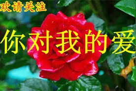 群星-你对我的爱.mp3视频封面