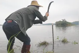 制作“虾巢”陷阱，一种传统的抓河虾方法视频封面